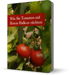 Wie Sie Tomaten auf Ihrem Balkon züchten