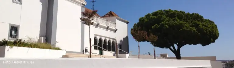 Grüner Baum vor weißem Gebäude in Portugal